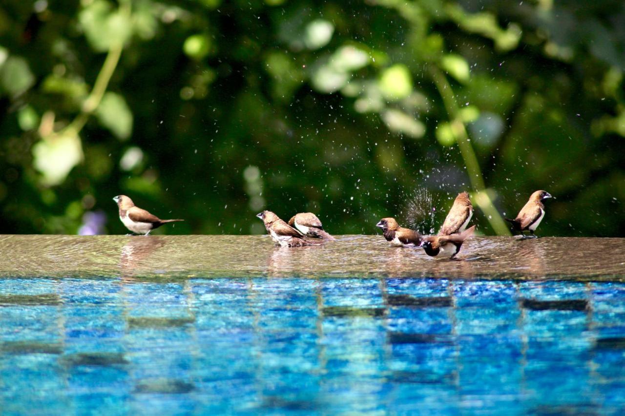 The Manipura Luxury Estate And Spa Up To 18 Person, Fully Serviced Ubud  Ngoại thất bức ảnh